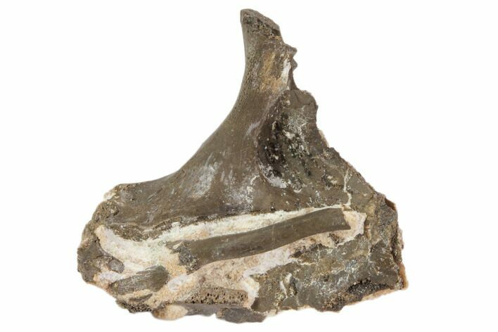 Permian Reptile Bone/Skull Fragments - Oklahoma #79504